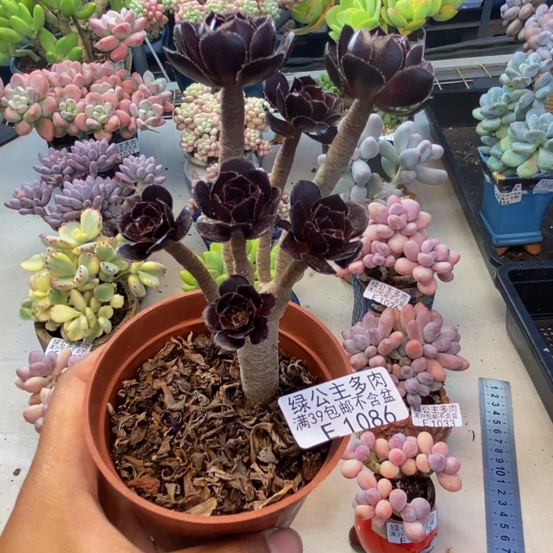 086丸叶法师多肉有砍
