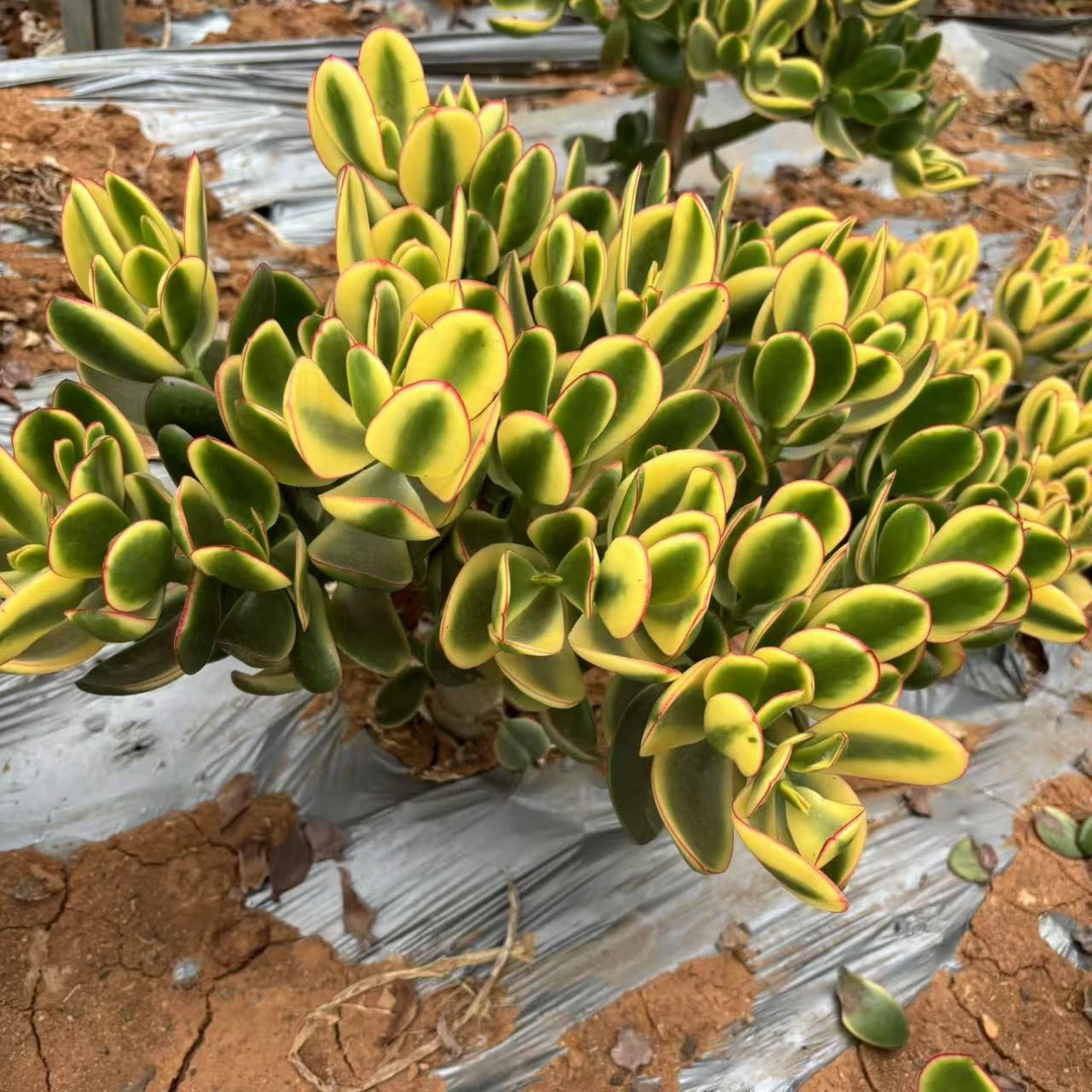 LD大号新花月锦 多肉植物