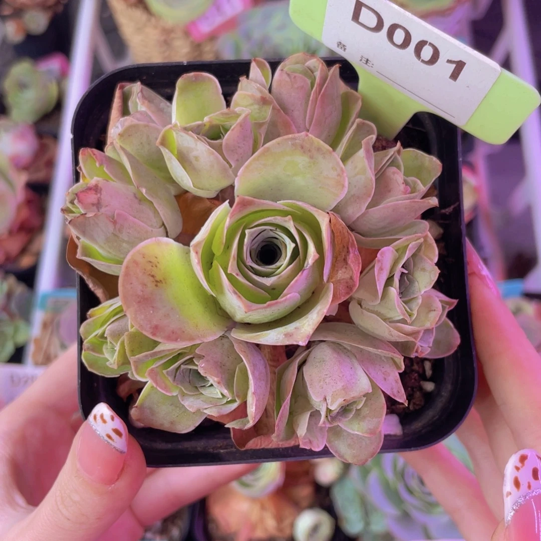 单品一物一拍001山地玫瑰