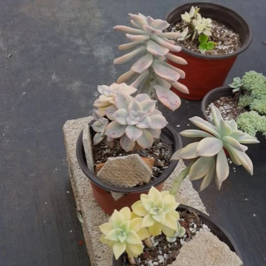 紫乐白覆轮+胧月白覆轮锦