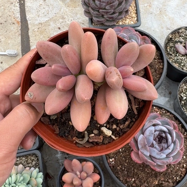 糖果美人 双头  一物一拍