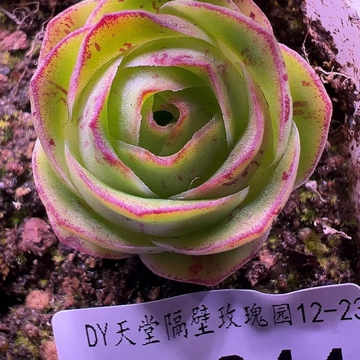 露妮344紫纹彩虹之翼3代包子