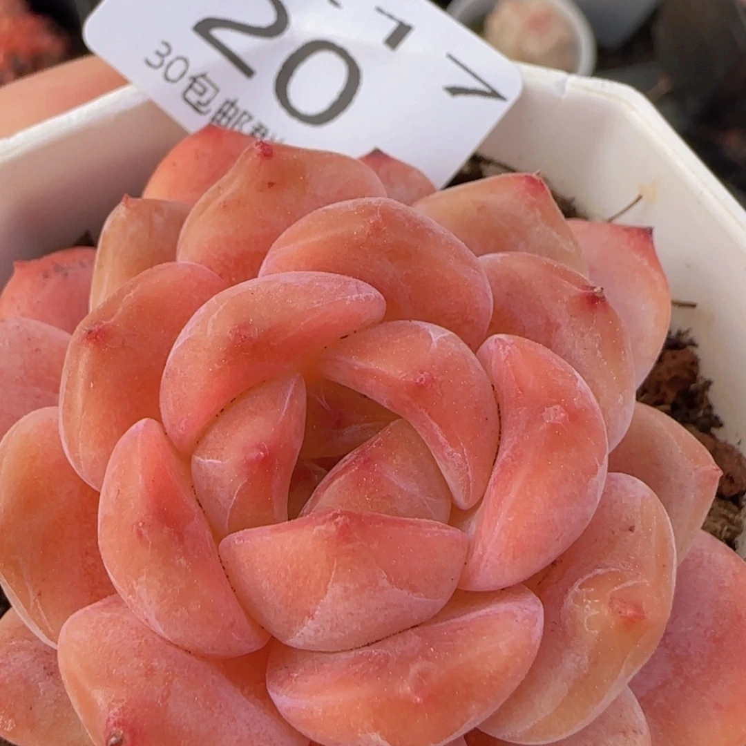 圆脸珍妮单头一颗脱土