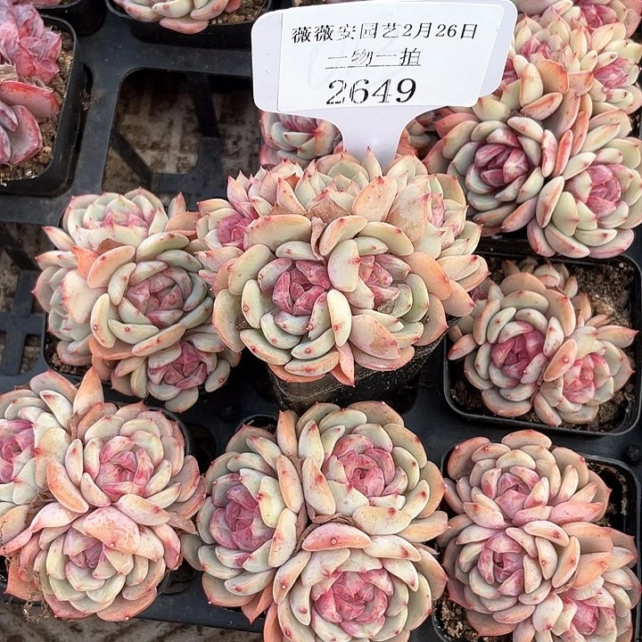 薇薇安园艺多肉2649