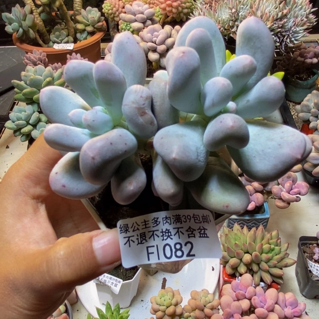 082米可奶多肉6c m