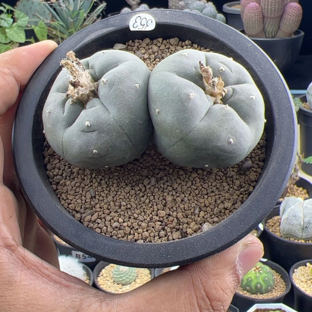 草球乌实生双头一物一拍