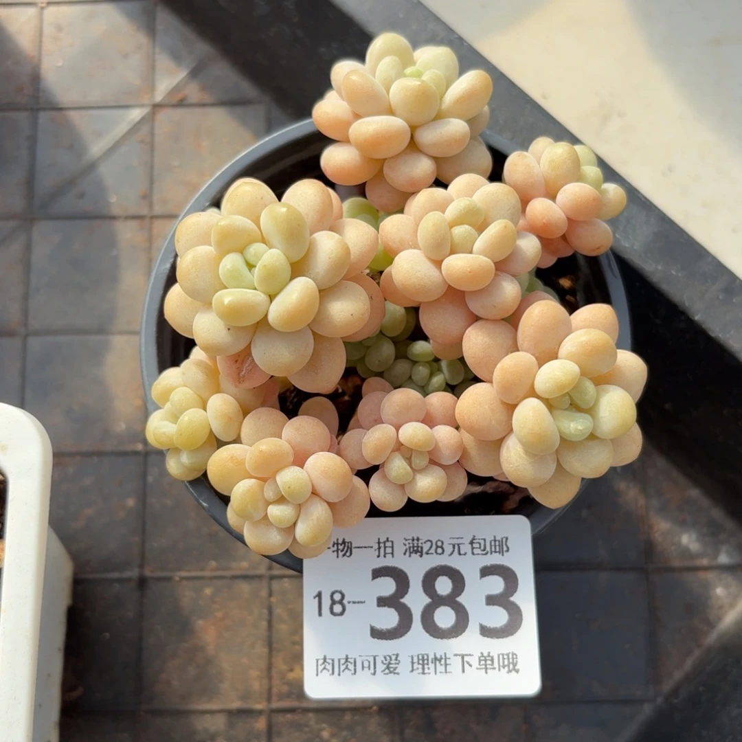 洛可可无盆土发货无