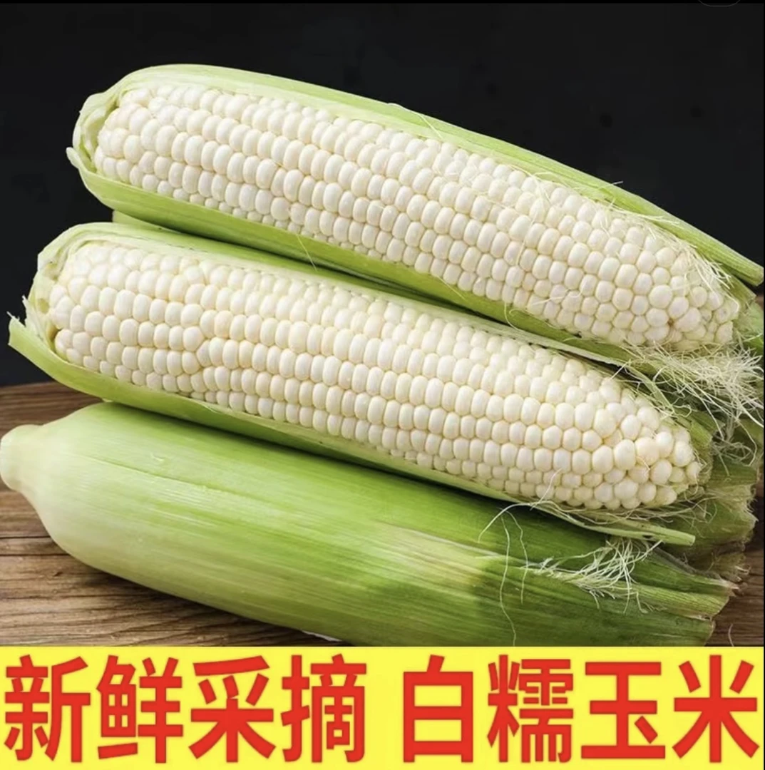湖南新化本地燕窝雪糯玉米 顺丰快递