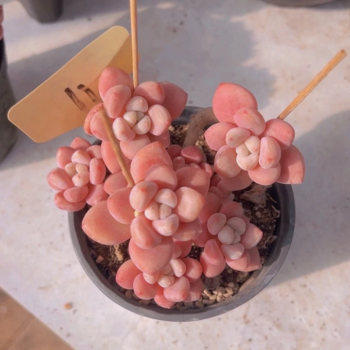 健健康康平平安安