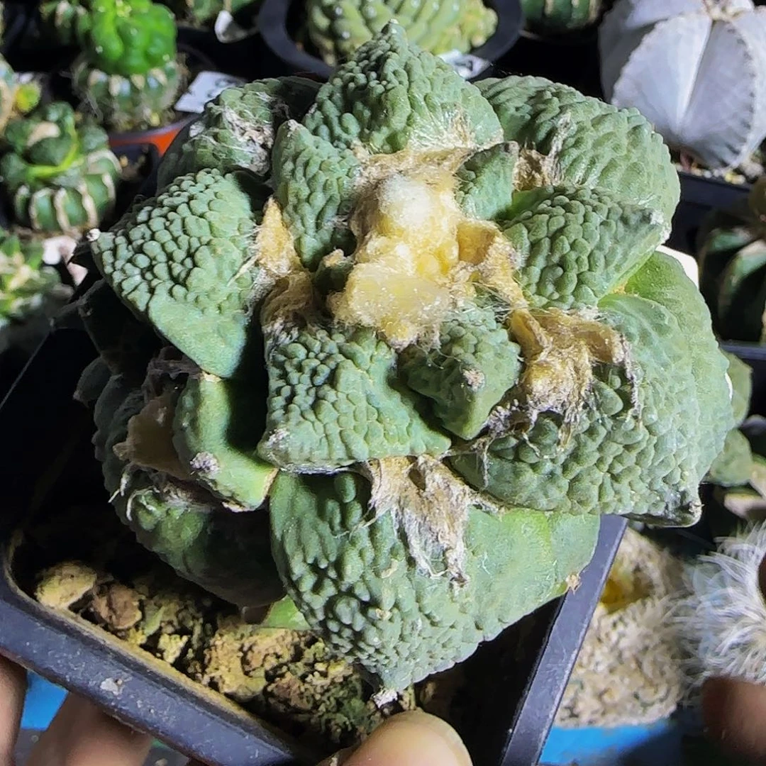 怒涛638仙人球开花