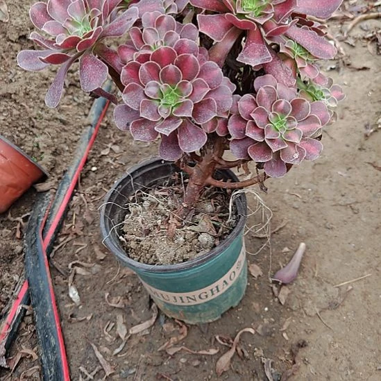 花纳加急发货法师28