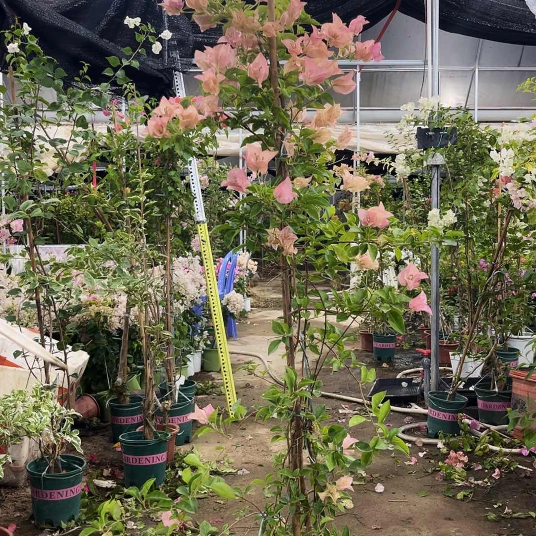 完全开放三角梅三角梅1358