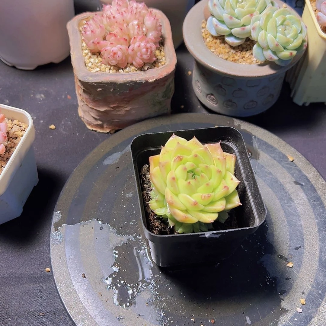 潇*妹新品，多肉植物