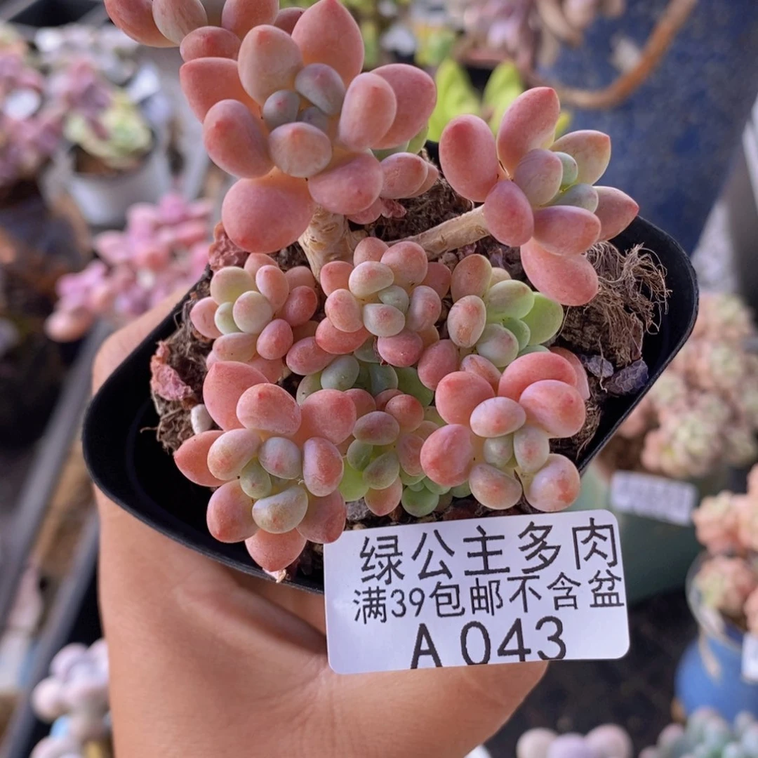 鱼子酱6cm043多肉植物