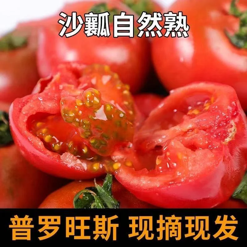 山东 普罗旺斯西红柿 4.5斤   12-15枚  单果150g+