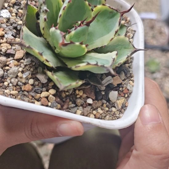 一物一拍，龙舌兰锦！！！