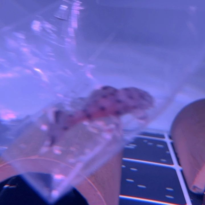 清道夫鱼24-017老鼠斑一条尺寸6+