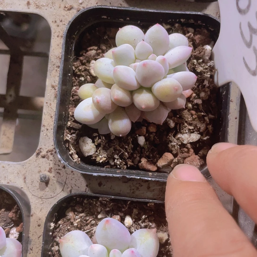 未*缠所罗门e033一物一拍