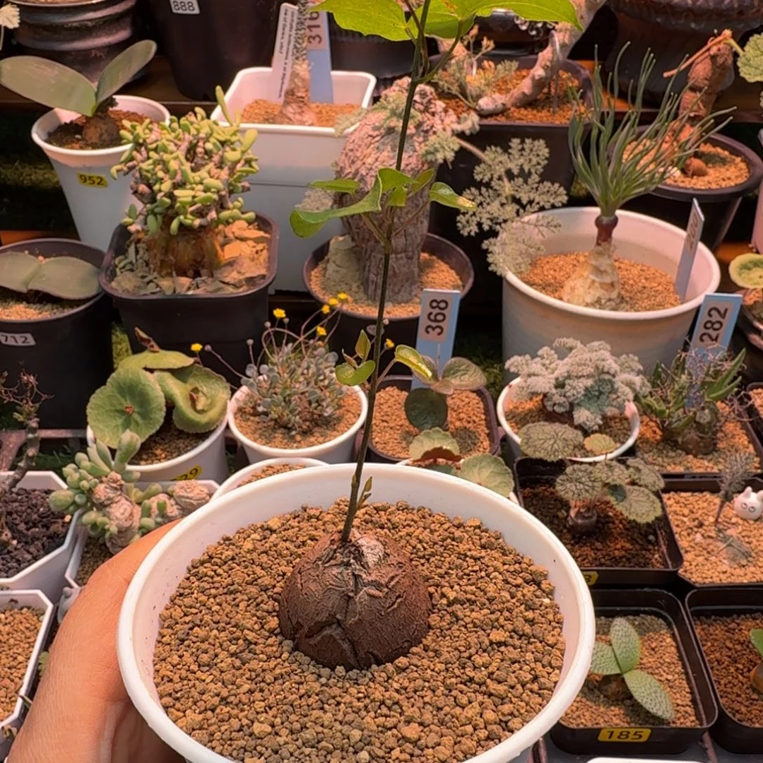 龟甲龙148 仙人掌