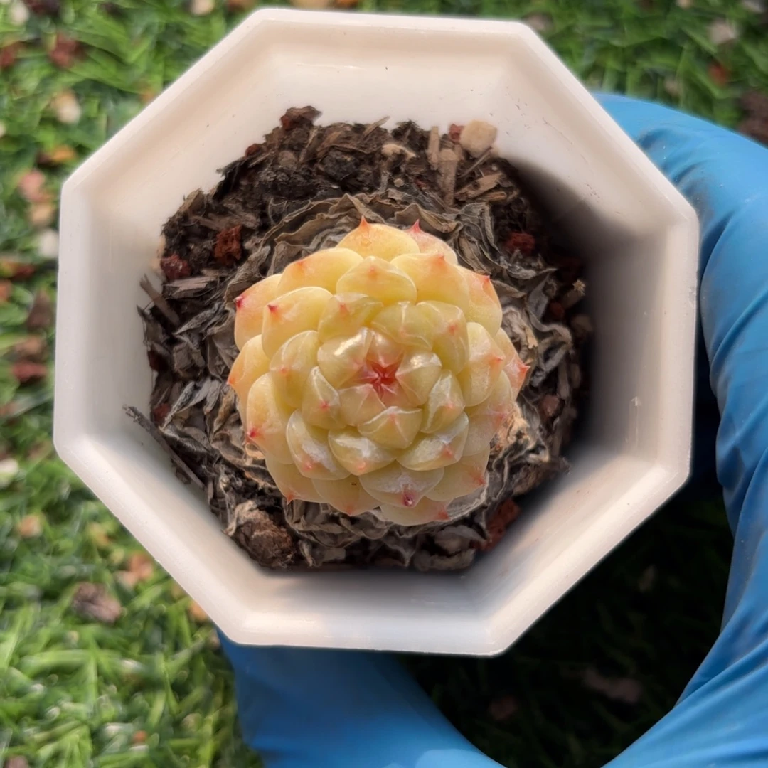 老桩糖心一物一拍