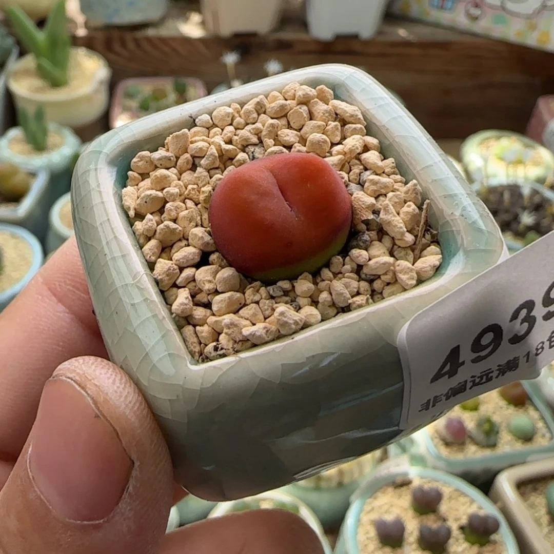 4939-一物一拍 带盆 水蜜桃1430.5