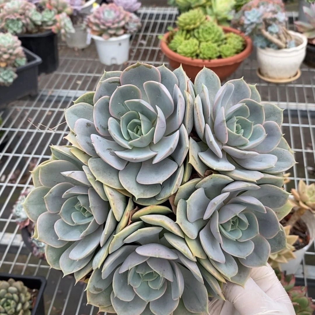 2246蓝色苍鹭一物一拍