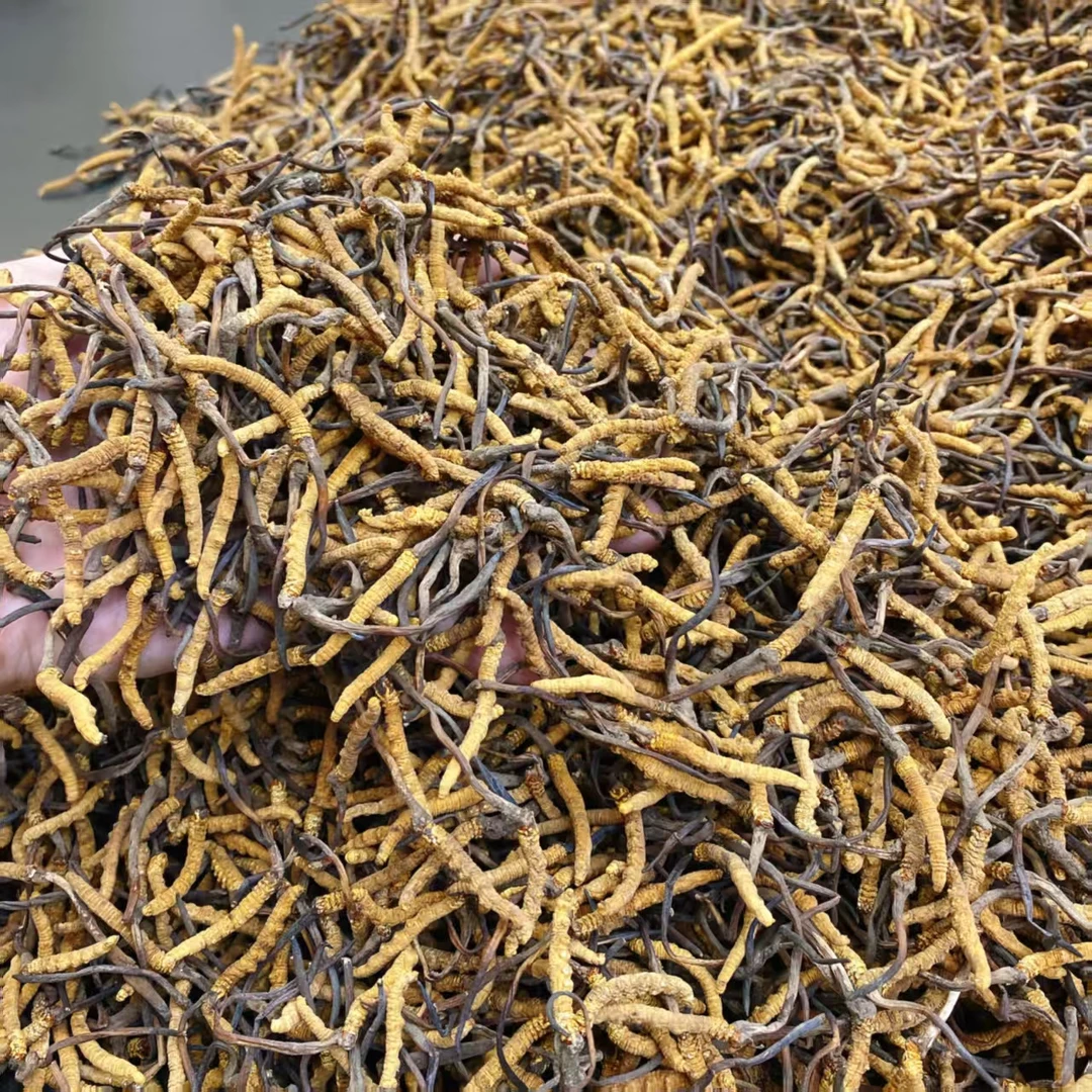 【飞飞精选】2800支精选藏草（2.8k） 煲汤汤料