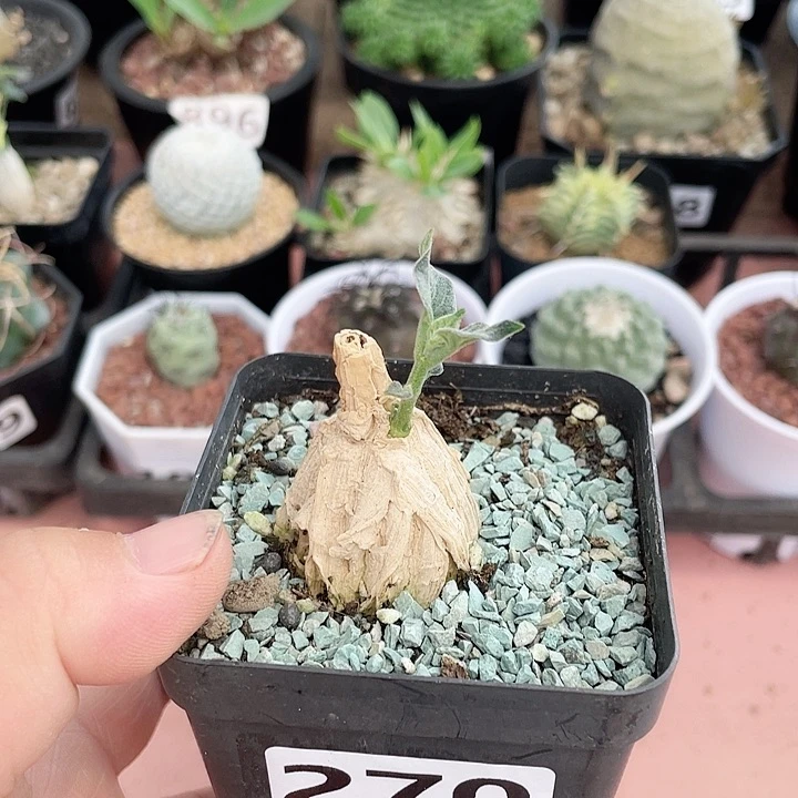 270龟甲箩魔块根