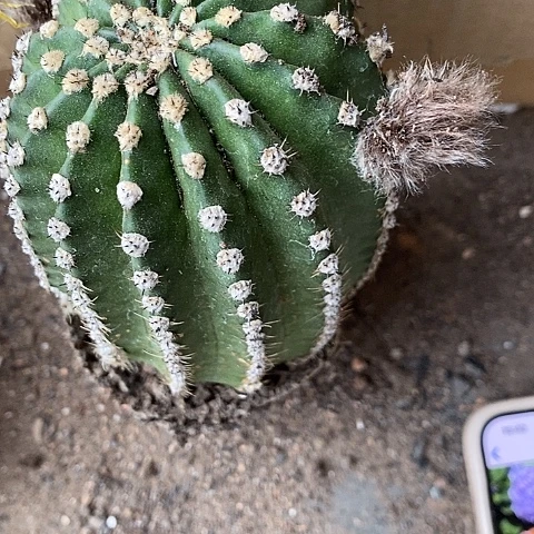 激流仙人球346788