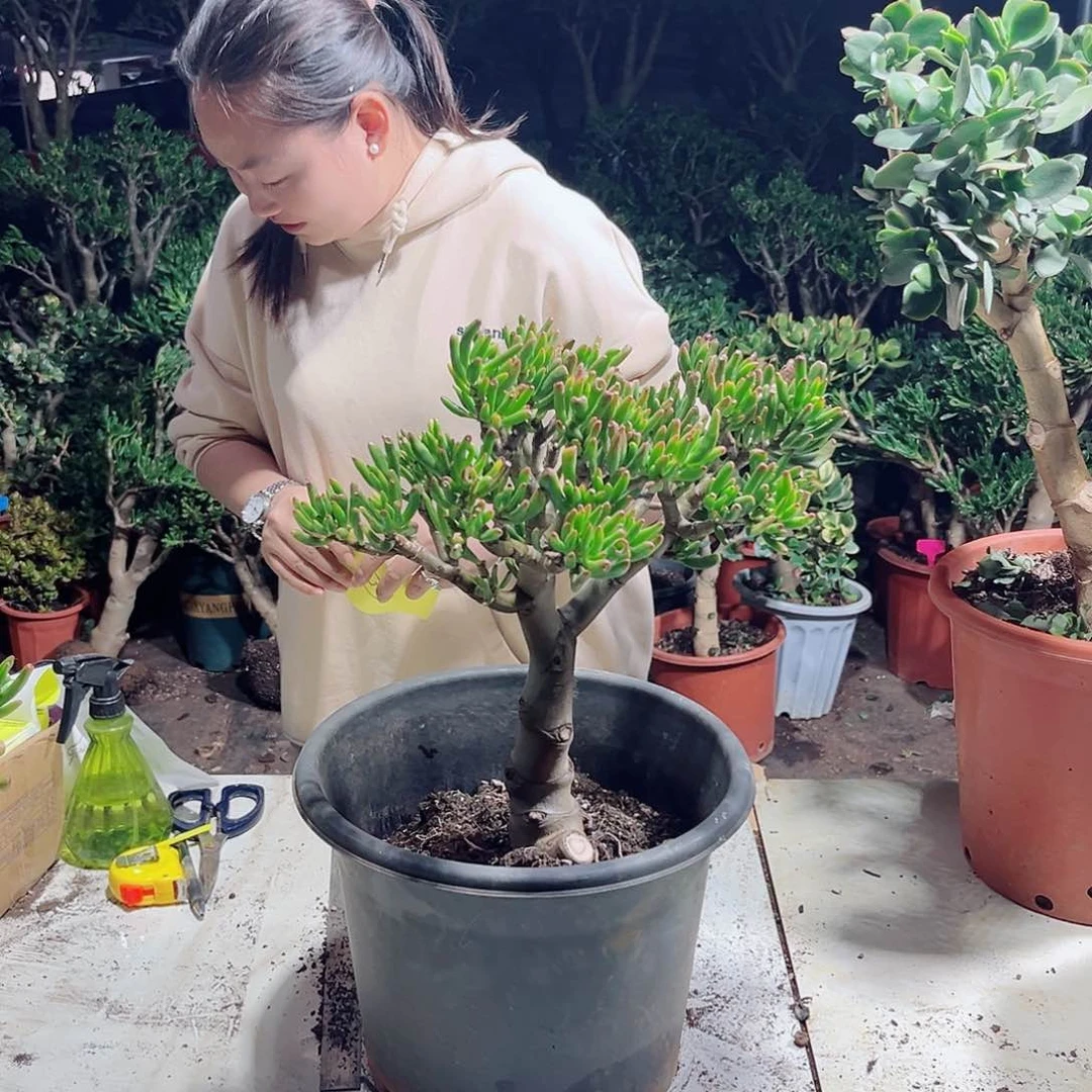 吸财树咯哦兔咯哦