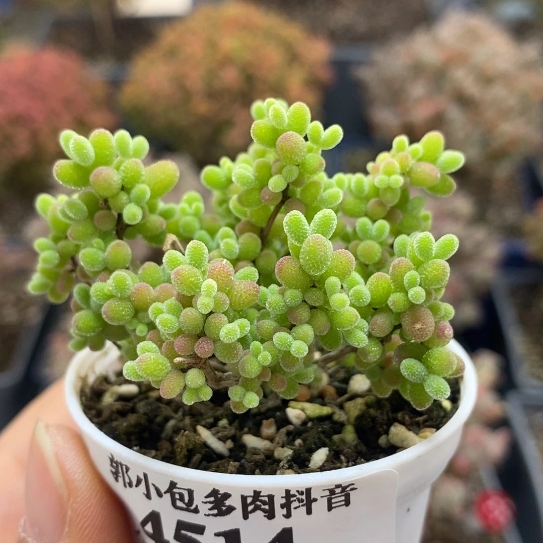 蜜橘糖球4514年后发货