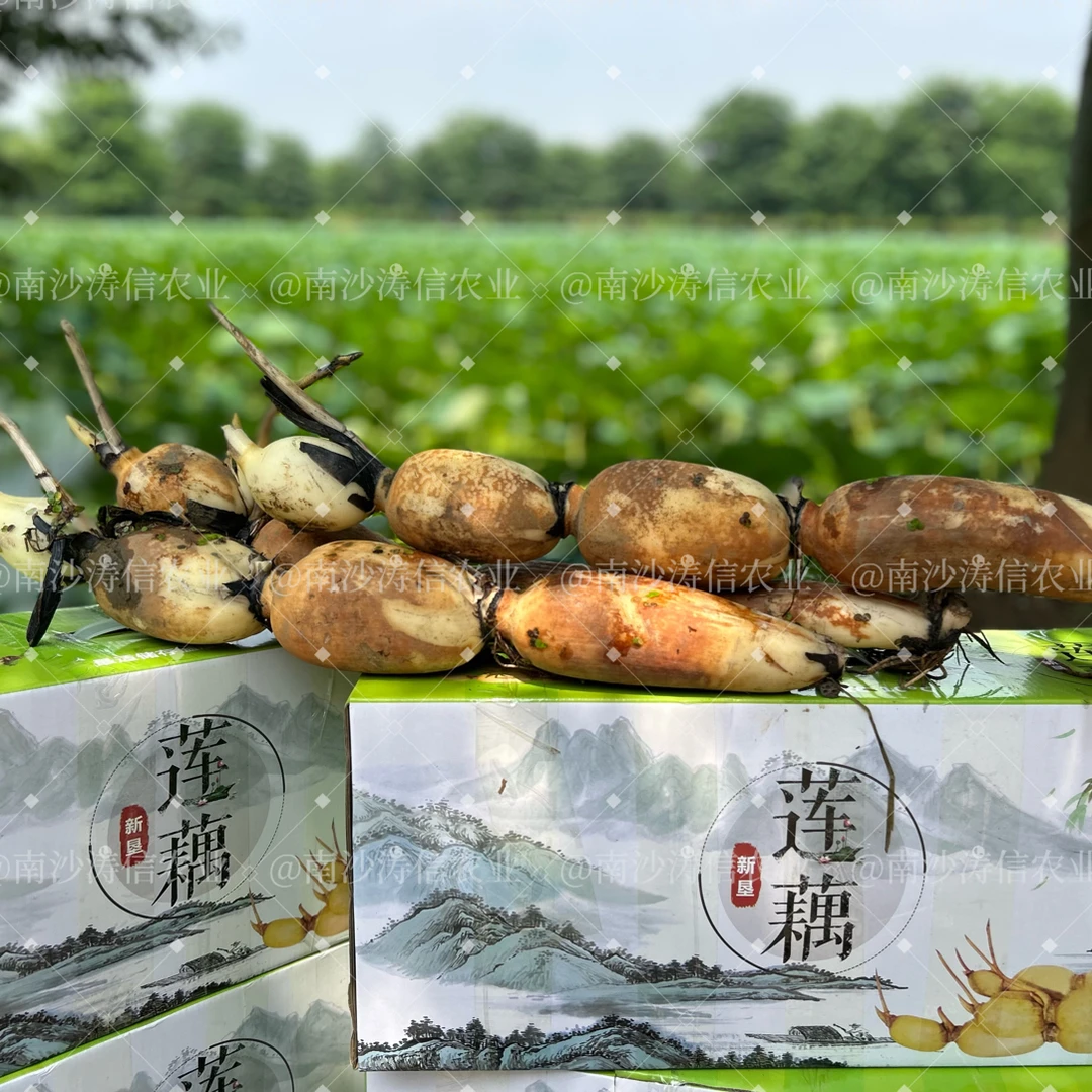 南沙特产礼盒高质量咸水莲藕现挖现发煲汤新鲜土特产锈迹斑斑粉藕