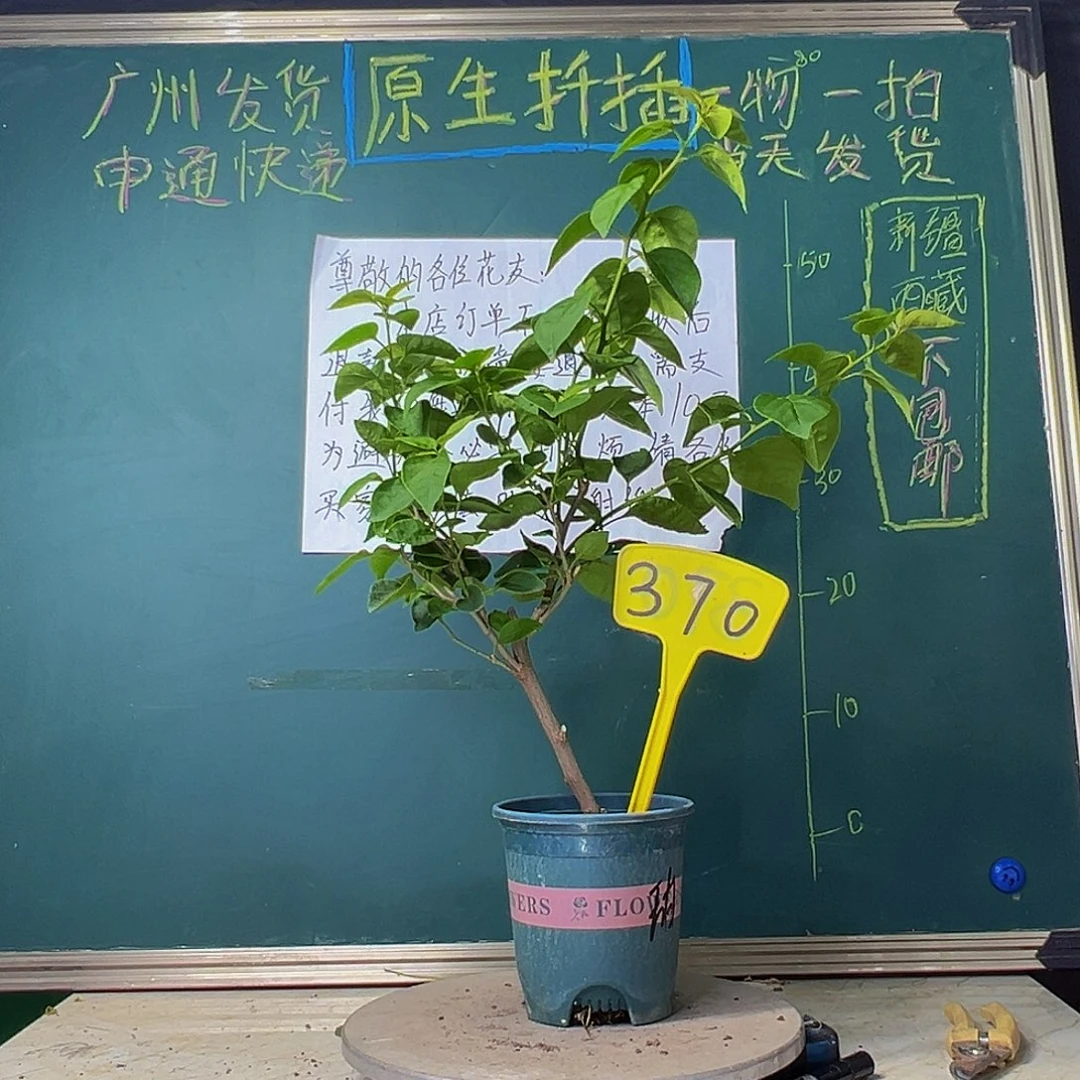 当前无花栽培后可以开花甜西瓜370