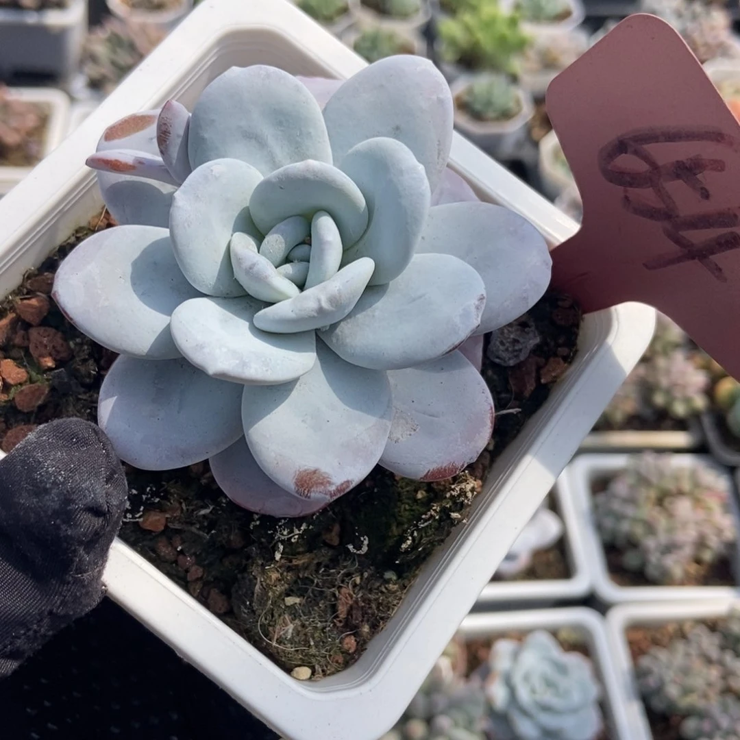 654雪莲多肉植物