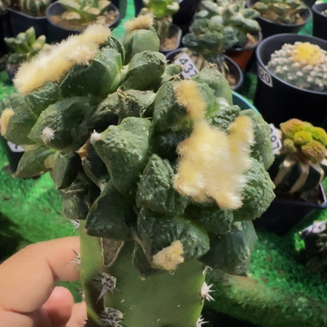 无花朵双头小尤连山牡丹739