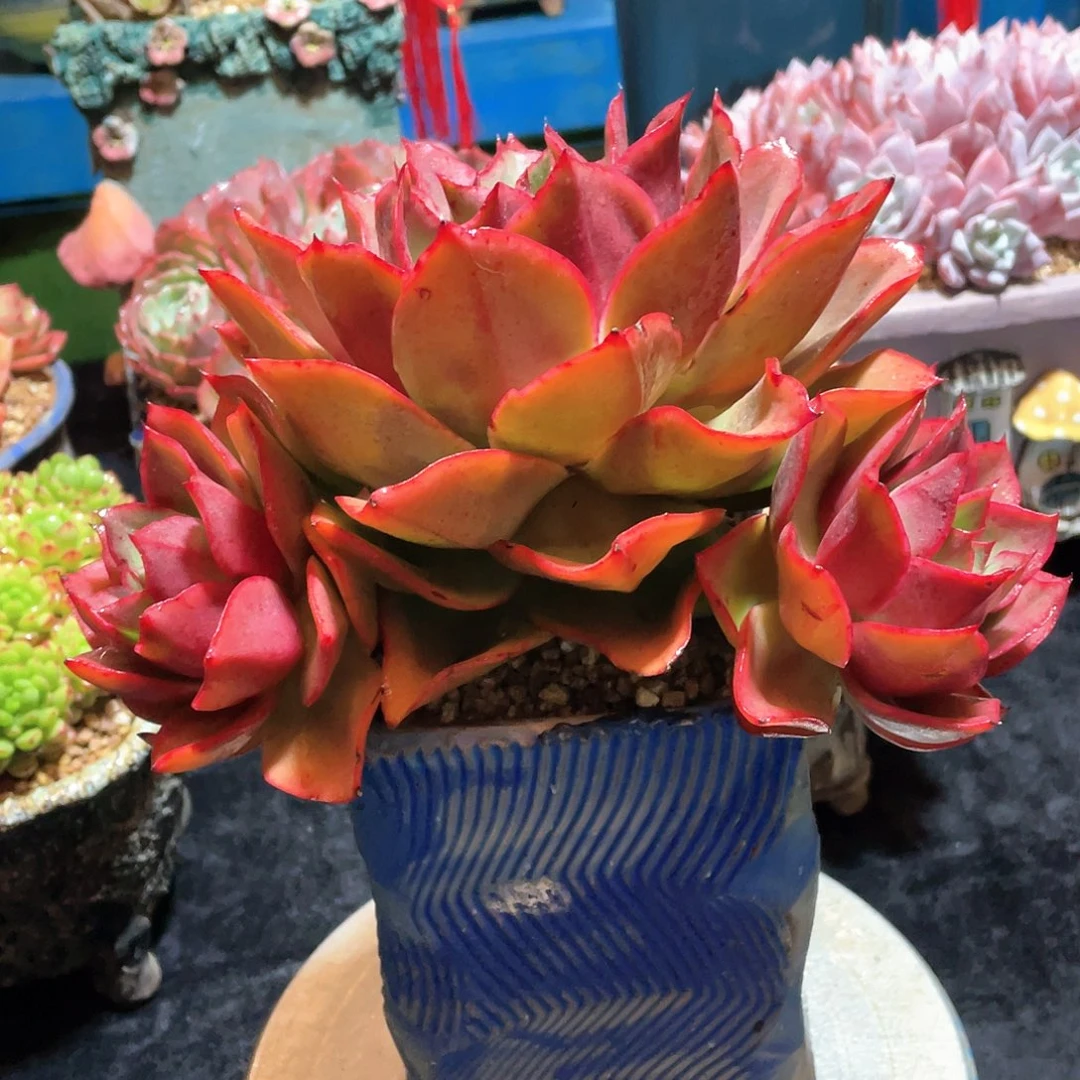 多肉植物脱土包邮