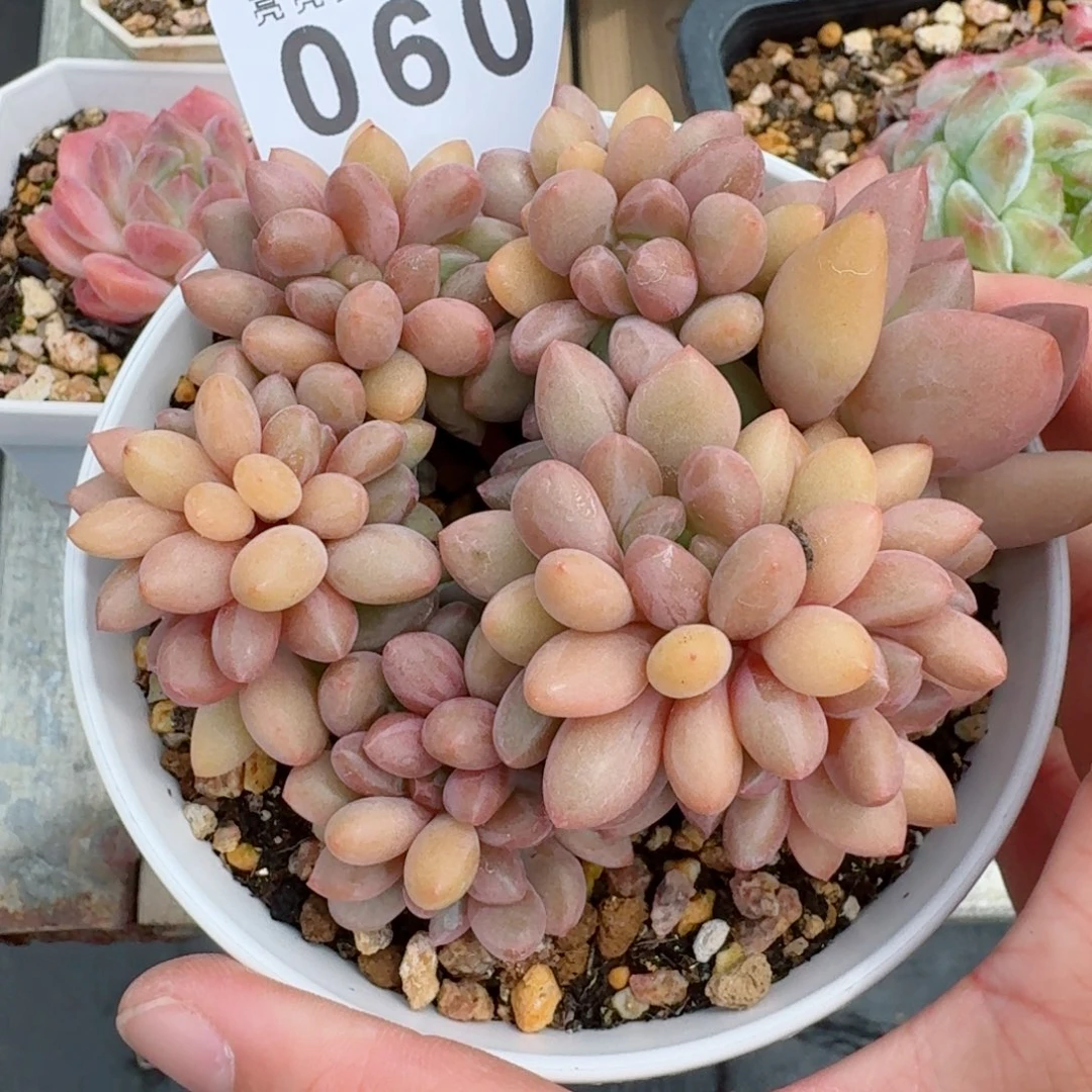 桃花源缀化            精美多肉植物