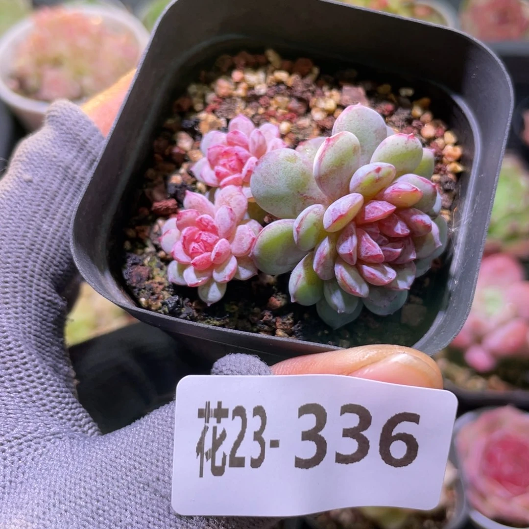 花利美23-336血钻