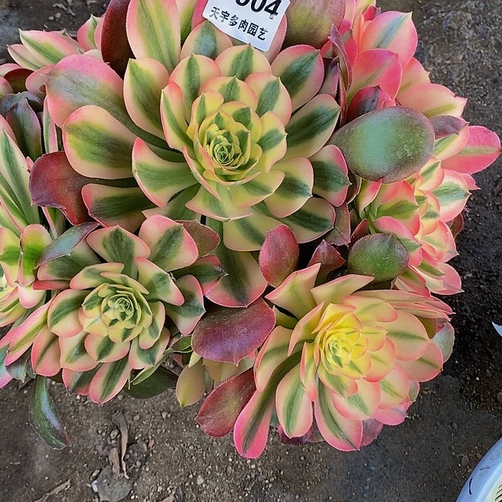 多肉香妃904多肉