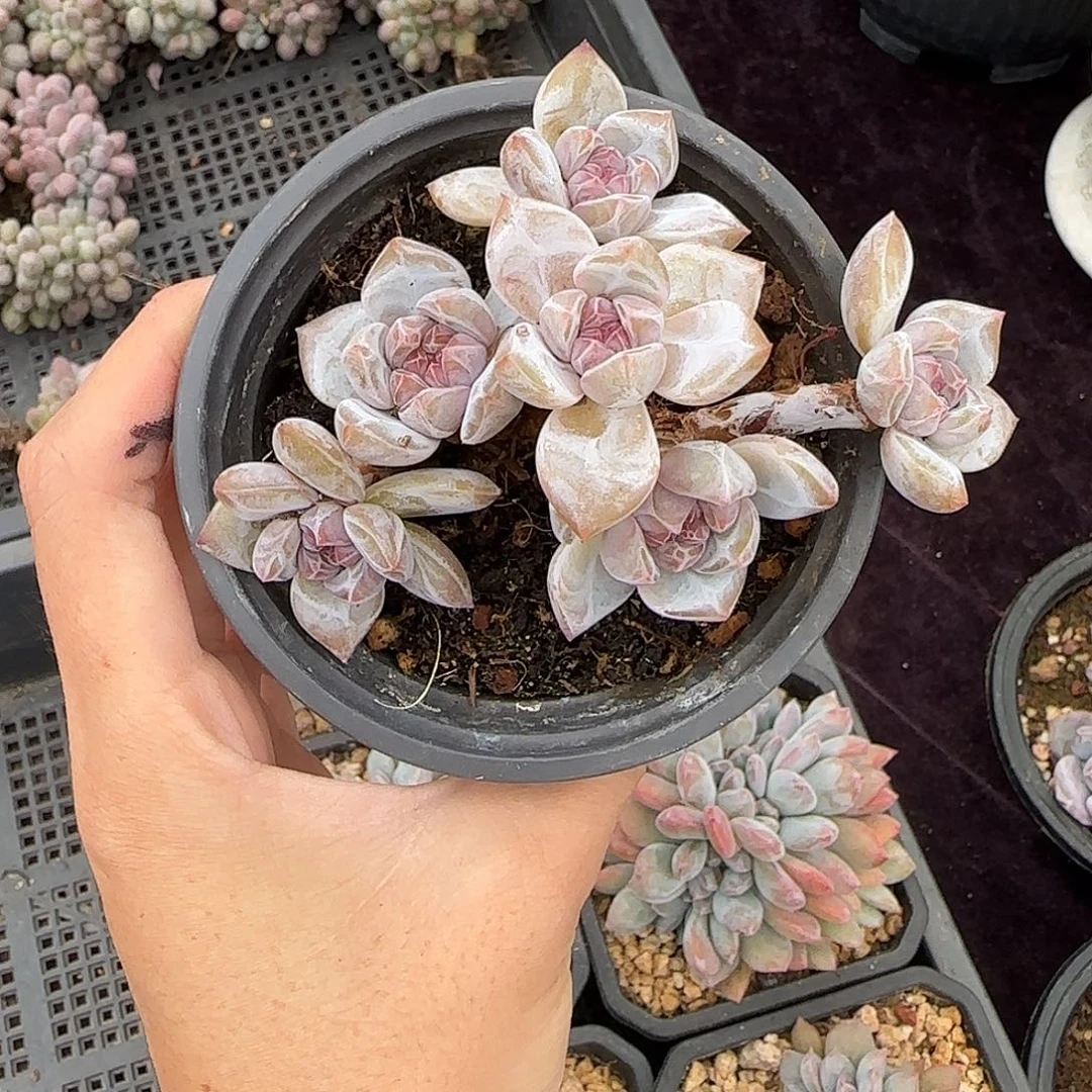星影6头无砍一物一拍