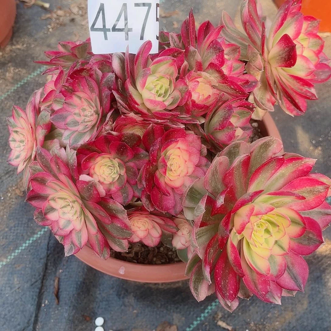 4475倾城多肉植物有老伤