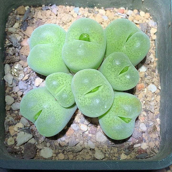 精品多肉植物精品多肉