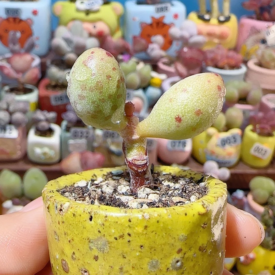 T可爱大黄鱼盆口2.5cm