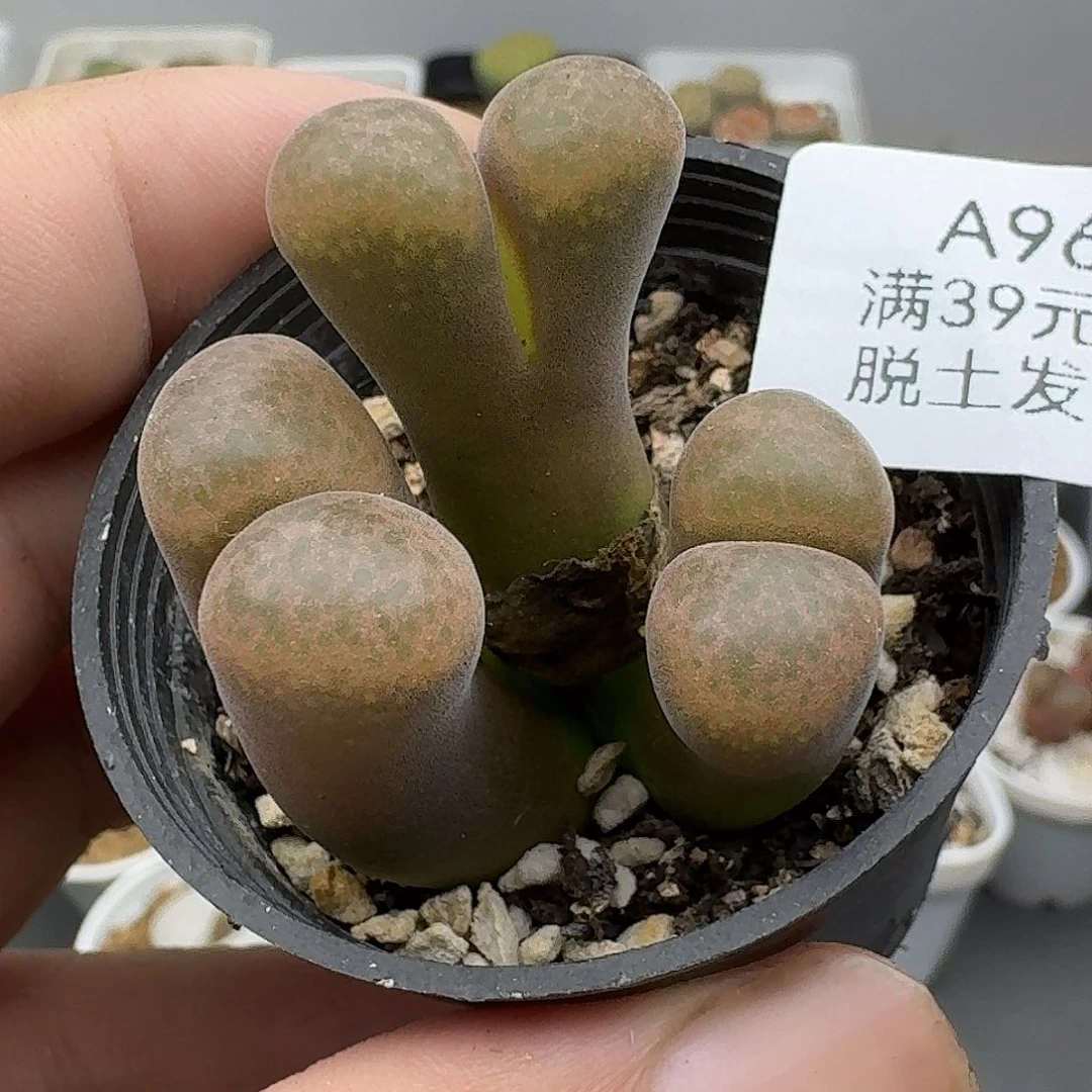 965多肉哈哈哈哈哈哈哈