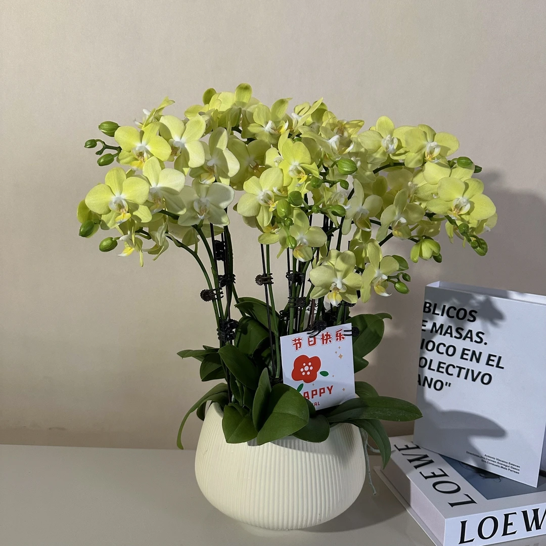 鼎胜【台大微笑】蝴蝶兰盆栽花卉观花植物室内四季开花耐旱陶瓷盆