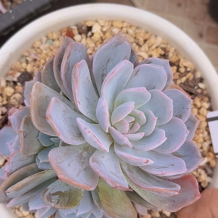 白茶24146多肉植物