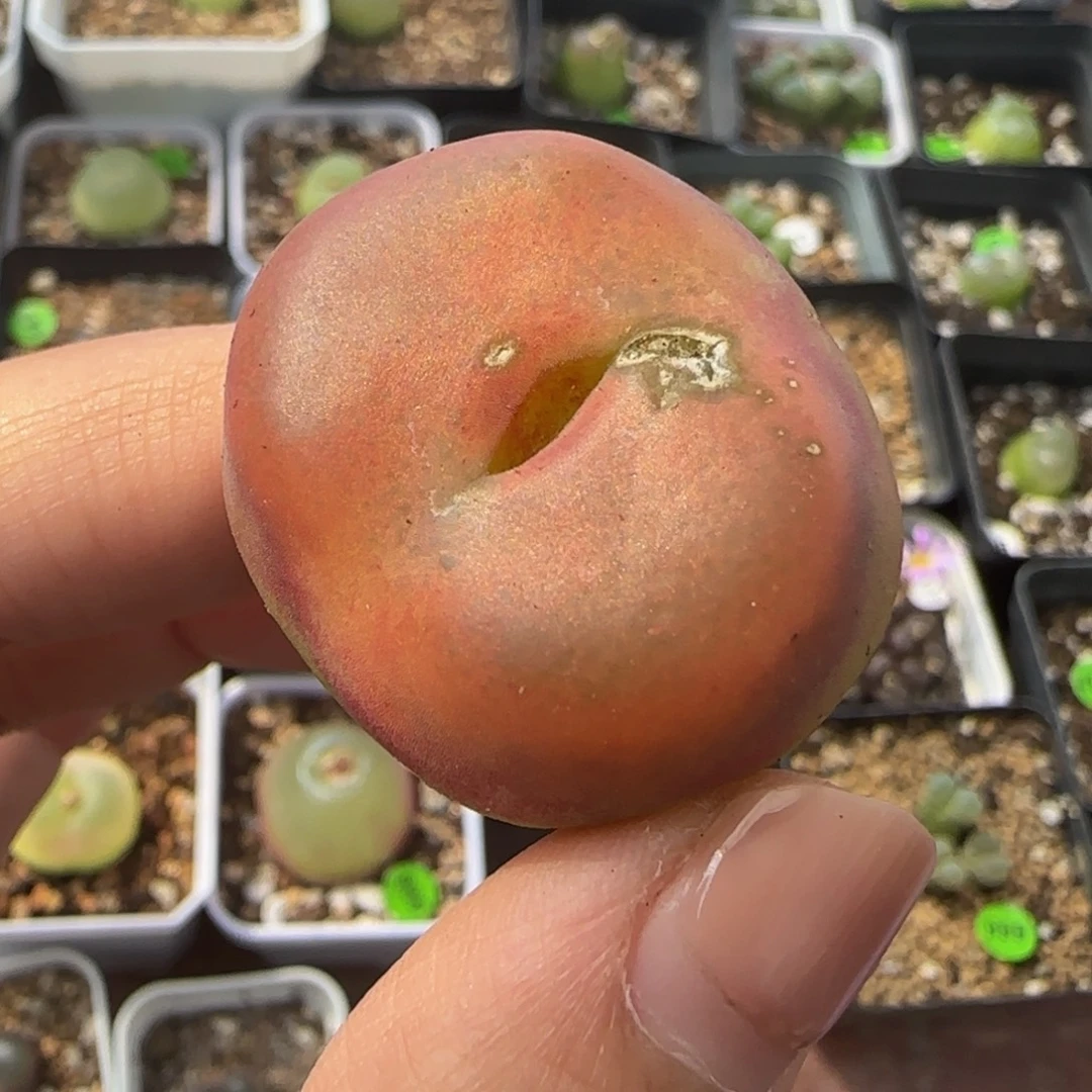 3.2cm）瑕疵）多肉植物448