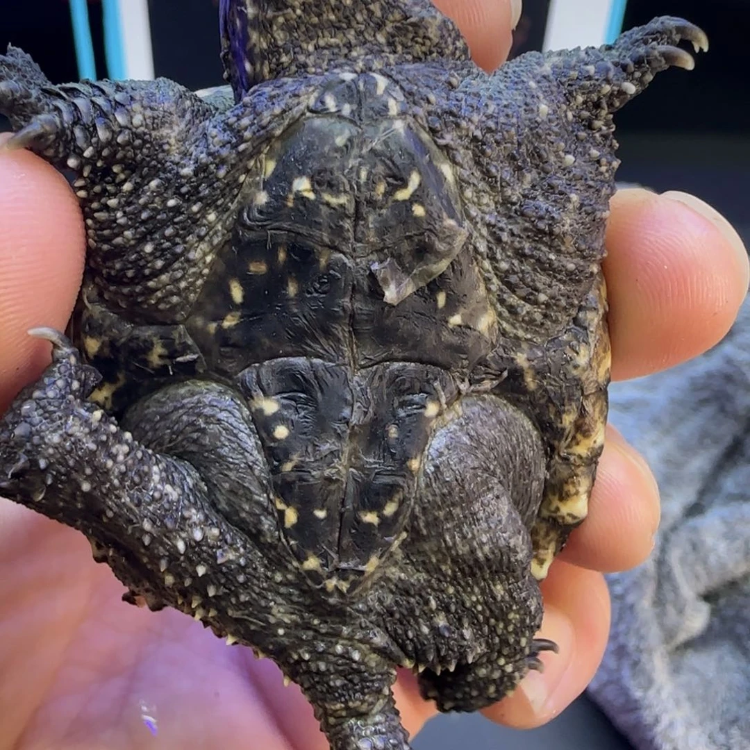 不分公母绿毛龟一点