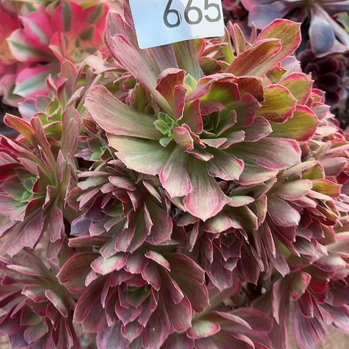 665号一物一拍1颗