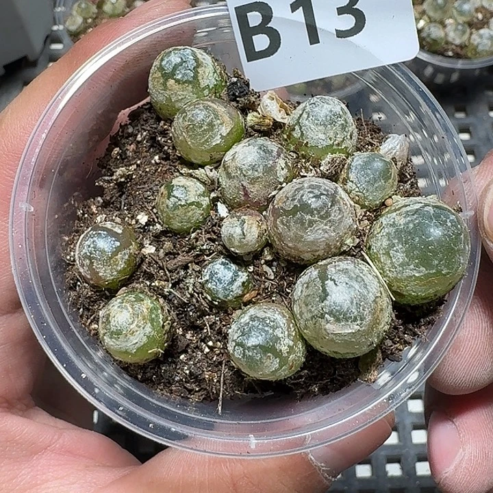 13 多肉植物多肉植物